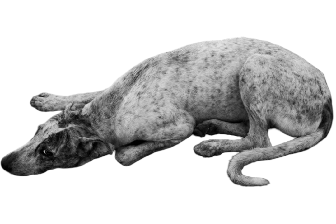 A dog sitting in the dark